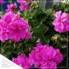 Live Flowering Zonal Geraniums - Pink (3 Plants Per Pack) - Beautiful Spring Flowers - 12" Tall by 5" Wide in 1 Qt Pot - Image 5
