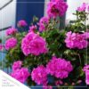 Live Flowering Zonal Geraniums - Pink (3 Plants Per Pack) - Beautiful Spring Flowers - 12" Tall by 5" Wide in 1 Qt Pot - Image 8