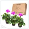 Live Flowering Zonal Geraniums - Pink (3 Plants Per Pack) - Beautiful Spring Flowers - 12" Tall by 5" Wide in 1 Qt Pot - Image 7