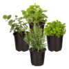 Live Aromatic and Healthy Herbs - Assorted Varieties (4 Per Pack) - Eucalyptus, Rosemary, Mint, Lemon Balm - 6" Tall by 3" Wide in 1 Pint Pot