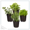 Live Aromatic and Healthy Herbs - Assorted Varieties (4 Per Pack) - Eucalyptus, Rosemary, Mint, Lemon Balm - 6" Tall by 3" Wide in 1 Pint Pot - Image 2
