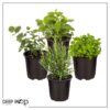 Live Aromatic and Healthy Herbs - Assorted Varieties (4 Per Pack) - Eucalyptus, Rosemary, Mint, Lemon Balm - 6" Tall by 3" Wide in 1 Pint Pot - Image 13