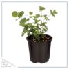 Live Aromatic and Healthy Herbs - Assorted Varieties (4 Per Pack) - Eucalyptus, Rosemary, Mint, Lemon Balm - 6" Tall by 3" Wide in 1 Pint Pot - Image 4