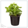 Live Aromatic and Healthy Herbs - Assorted Varieties (4 Per Pack) - Eucalyptus, Rosemary, Mint, Lemon Balm - 6" Tall by 3" Wide in 1 Pint Pot - Image 5