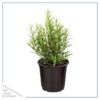 Live Aromatic and Healthy Herbs - Assorted Varieties (4 Per Pack) - Eucalyptus, Rosemary, Mint, Lemon Balm - 6" Tall by 3" Wide in 1 Pint Pot - Image 3
