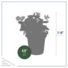 Live Aromatic and Healthy Herbs - Assorted Varieties (4 Per Pack) - Eucalyptus, Rosemary, Mint, Lemon Balm - 6" Tall by 3" Wide in 1 Pint Pot - Image 11