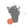 Live Aromatic and Healthy Herbs - Assorted Varieties (4 Per Pack) - Eucalyptus, Rosemary, Mint, Lemon Balm - 6" Tall by 3" Wide in 1 Pint Pot - Image 16