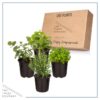 Live Aromatic and Healthy Herbs - Assorted Varieties (4 Per Pack) - Eucalyptus, Rosemary, Mint, Lemon Balm - 6" Tall by 3" Wide in 1 Pint Pot - Image 12