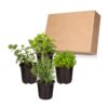 Live Aromatic and Healthy Herbs - Assorted Varieties (4 Per Pack) - Eucalyptus, Rosemary, Mint, Lemon Balm - 6" Tall by 3" Wide in 1 Pint Pot - Image 17