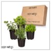 Live Aromatic and Healthy Herbs - Assorted Varieties (4 Per Pack) - Eucalyptus, Rosemary, Mint, Lemon Balm - 6" Tall by 3" Wide in 1 Pint Pot - Image 15