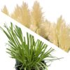 Live Ornamental Perennial Grass - White Pampas (2 Per Pack) - Showy Accent Plant - 12" Tall by 6" Wide in 1.5 Quart Pot - Image 9