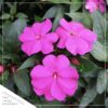 Live New Guinea Impatiens Plant - Shades of Purple (3 Plants Per Pack) - Beautiful Flowering Shade Flowers - 12" Tall by 5" Wide in 1 Qt Pot - Image 2