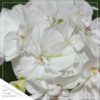 Live Flowering Zonal Geraniums - White (3 Plants Per Pack) - Beautiful Spring Flowers - 12" Tall by 5" Wide in 1 Qt Pot