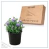 Live Scabiosa (Pincushion) - Blue - Beautiful Upright Perennial - Healthy Spring Plant - 12" Tall by 6" Wide in 2.5 Qt Pot
