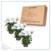 Live Flowering Zonal Geraniums - White (3 Plants Per Pack) - Beautiful Spring Flowers - 12" Tall by 5" Wide in 1 Qt Pot - Image 2