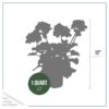 Live Flowering Zonal Geraniums - White (3 Plants Per Pack) - Beautiful Spring Flowers - 12" Tall by 5" Wide in 1 Qt Pot - Image 3