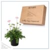 Live Scabiosa (Pincushion) - Pink - Beautiful Upright Perennial - Healthy Spring Plant - 12" Tall by 6" Wide in 2.5 Qt Pot - Image 3