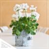 Live Flowering Zonal Geraniums - White (3 Plants Per Pack) - Beautiful Spring Flowers - 12" Tall by 5" Wide in 1 Qt Pot - Image 4