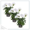 Live Flowering Zonal Geraniums - White (3 Plants Per Pack) - Beautiful Spring Flowers - 12" Tall by 5" Wide in 1 Qt Pot - Image 8