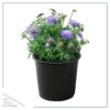 Live Scabiosa (Pincushion) - Blue - Beautiful Upright Perennial - Healthy Spring Plant - 12" Tall by 6" Wide in 2.5 Qt Pot - Image 2