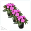 Live New Guinea Impatiens Plant - Shades of Purple (3 Plants Per Pack) - Beautiful Flowering Shade Flowers - 12" Tall by 5" Wide in 1 Qt Pot - Image 4