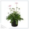 Live Scabiosa (Pincushion) - Pink - Beautiful Upright Perennial - Healthy Spring Plant - 12" Tall by 6" Wide in 2.5 Qt Pot