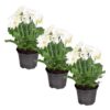 Live Flowering Gerbera Daisies - White (3 Plants/Pack) - Beautiful Spring Flowers - 12" Tall by 5" Wide in 1 Qt Pot - Image 7