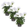 Live Flowering Zonal Geraniums - White (3 Plants Per Pack) - Beautiful Spring Flowers - 12" Tall by 5" Wide in 1 Qt Pot - Image 7