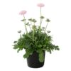 Live Scabiosa (Pincushion) - Pink - Beautiful Upright Perennial - Healthy Spring Plant - 12" Tall by 6" Wide in 2.5 Qt Pot - Image 2