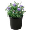 Live Scabiosa (Pincushion) - Blue - Beautiful Upright Perennial - Healthy Spring Plant - 12" Tall by 6" Wide in 2.5 Qt Pot - Image 3