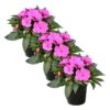 Live New Guinea Impatiens Plant - Shades of Purple (3 Plants Per Pack) - Beautiful Flowering Shade Flowers - 12" Tall by 5" Wide in 1 Qt Pot - Image 5