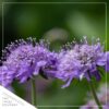 Live Scabiosa (Pincushion) - Blue - Beautiful Upright Perennial - Healthy Spring Plant - 12" Tall by 6" Wide in 2.5 Qt Pot - Image 4