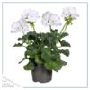 Live Flowering Zonal Geraniums - White (3 Plants Per Pack) - Beautiful Spring Flowers - 12" Tall by 5" Wide in 1 Qt Pot - Image 6