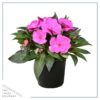 Live New Guinea Impatiens Plant - Shades of Purple (3 Plants Per Pack) - Beautiful Flowering Shade Flowers - 12" Tall by 5" Wide in 1 Qt Pot - Image 7