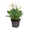 Live Flowering Gerbera Daisies - White (3 Plants/Pack) - Beautiful Spring Flowers - 12" Tall by 5" Wide in 1 Qt Pot - Image 8