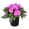 Live New Guinea Impatiens Plant - Shades of Purple (3 Plants Per Pack) - Beautiful Flowering Shade Flowers - 12" Tall by 5" Wide in 1 Qt Pot - Image 6