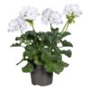 Live Flowering Zonal Geraniums - White (3 Plants Per Pack) - Beautiful Spring Flowers - 12" Tall by 5" Wide in 1 Qt Pot - Image 5