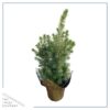Live Alberta Spruce Tree - Tabletop Christmas Decoration - 10" Tall by 4" Wide in Deco Cover - Image 3