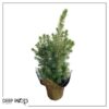 Live Alberta Spruce Tree - Tabletop Christmas Decoration - 10" Tall by 4" Wide in Deco Cover - Image 7