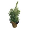 Live Alberta Spruce Tree - Tabletop Christmas Decoration - 10" Tall by 4" Wide in Deco Cover - Image 10
