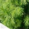 Live Alberta Spruce Tree - Tabletop Christmas Decoration - 10" Tall by 4" Wide in Deco Cover - Image 2