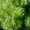 Live Alberta Spruce Tree - Tabletop Christmas Decoration - 10" Tall by 4" Wide in Deco Cover - Image 6