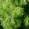Live Alberta Spruce Tree - Tabletop Christmas Decoration - 10" Tall by 4" Wide in Deco Cover - Image 11