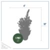 Live Alberta Spruce Tree - Tabletop Christmas Decoration - 10" Tall by 4" Wide in Deco Cover - Image 4