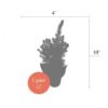 Live Alberta Spruce Tree - Tabletop Christmas Decoration - 10" Tall by 4" Wide in Deco Cover - Image 12