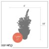 Live Alberta Spruce Tree - Tabletop Christmas Decoration - 10" Tall by 4" Wide in Deco Cover - Image 8