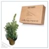 Live Alberta Spruce Tree - Tabletop Christmas Decoration - 10" Tall by 4" Wide in Deco Cover - Image 5