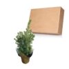 Live Alberta Spruce Tree - Tabletop Christmas Decoration - 10" Tall by 4" Wide in Deco Cover - Image 13