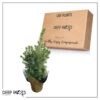 Live Alberta Spruce Tree - Tabletop Christmas Decoration - 10" Tall by 4" Wide in Deco Cover - Image 9