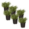 Live Aromatic and Edible Herb - Lavender (6 Per Pack), Natural Sleep Enhancer, 6" Tall by 4" Wide in 1 Pint Pot